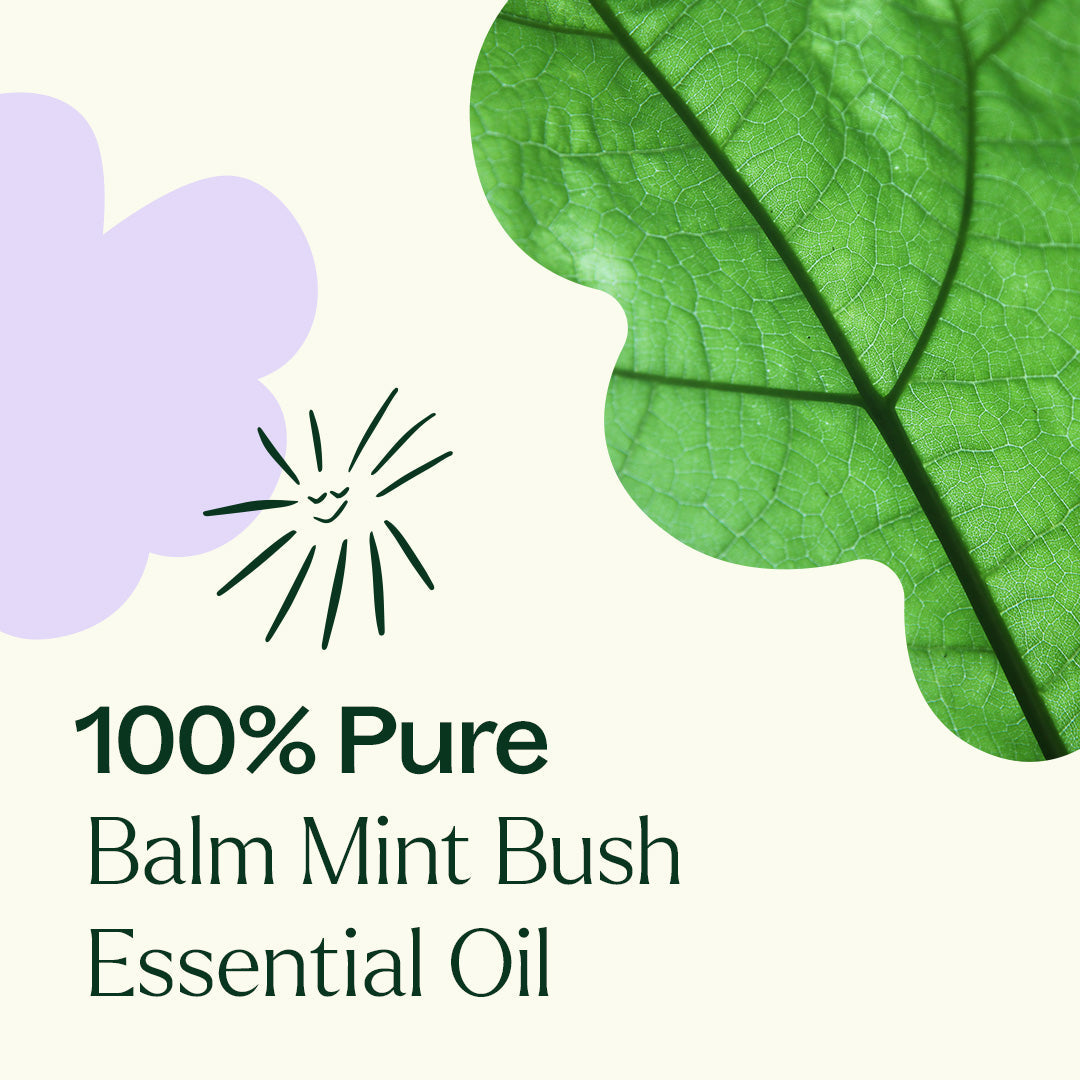 Balm Mint Bush
