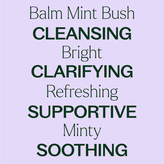 Balm Mint Bush