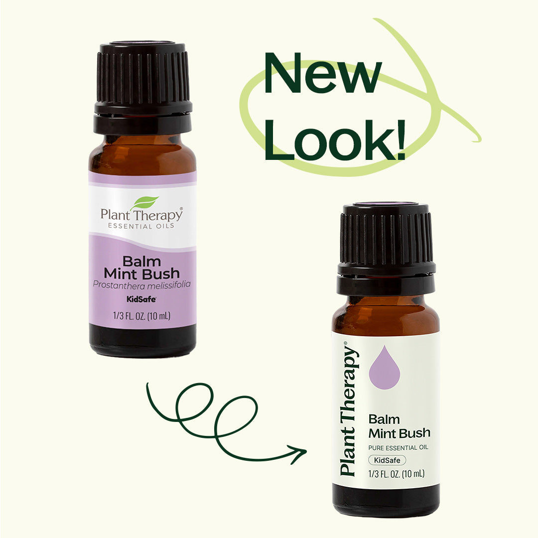 Balm Mint Bush