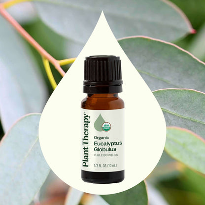 Eucalyptus Globulus ORGANIC Essential Oil