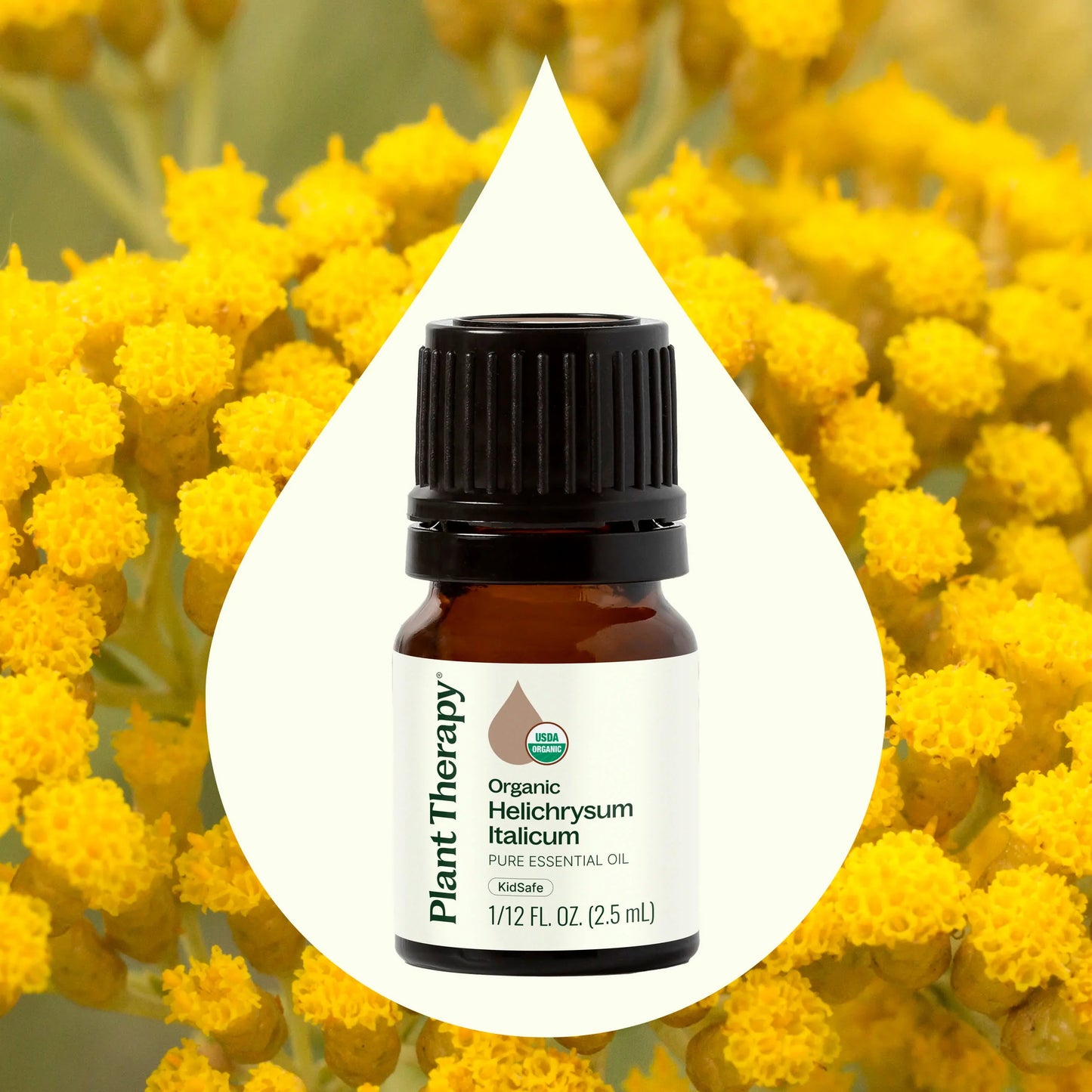 Helichrysum Italicum ORGANIC Essential Oil